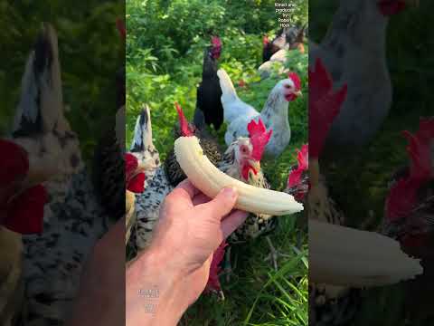 BANANA-DAY for my chickens! Meine Hühner lieben Bananen als Snack #hühner #keepingchickens #farming