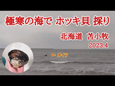 【北海道】激ウマ！春のホッキ貝を採りに4月の冷たい海に入る🥶