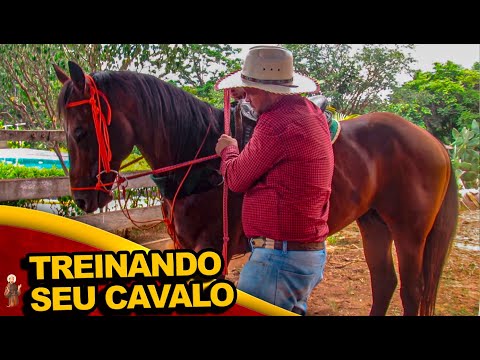 Jeito Certo de treinar seu cavalo