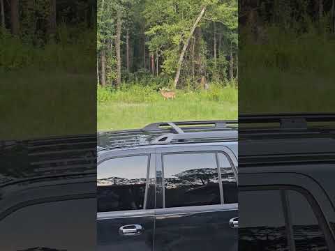 Intruding Neighbor #outdoors #deer