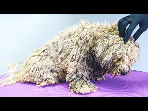 WORST MATTED Dog Condition I've EVER Seen