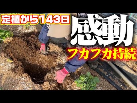 【カルスの実力再確認】栽培最後までこの効果【忖度無し】【案件ではありませんよ】