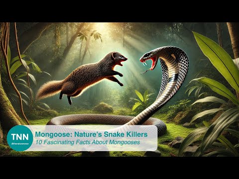 Amazing Facts About Mongooses: The Ultimate Snake Hunters