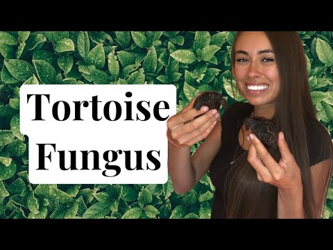 How to Treat Fungus on Tortoise Shells