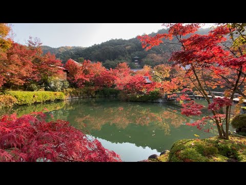 京都永觀堂楓葉爆紅滿庭園           Eikando Zenrinji Temple , Kyoto,           Red leaves peak time on 11-24-2023