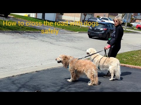 How to cross the road with dogs @GabieCocoMarmora