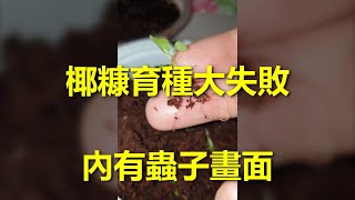 266 我太迷信椰糠了，结果育种失败了 --- 投筆從農朱叫獸 365挑戰之266