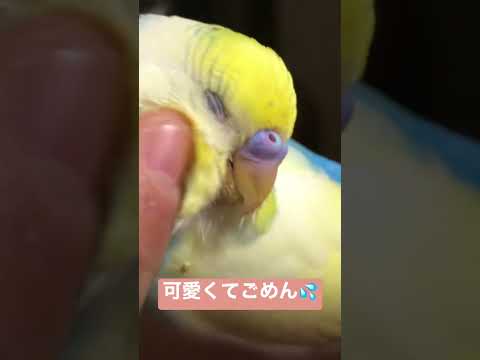 可愛くてごめん💦 #shorts  #セキセイインコ #budgie #かわいい #すいちゃん