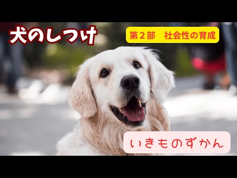 【いきものずかん】犬のしつけガイド　第2部：社会性の育成