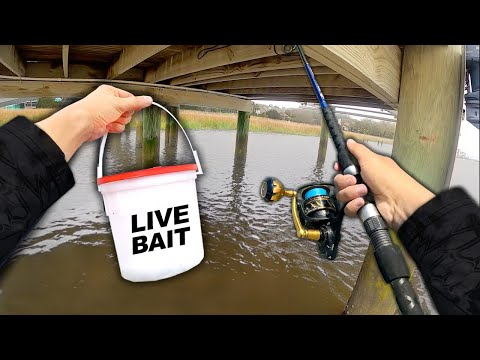 Fishing UNDER Docks.. Eating Whatever I Catch (Catch and Cook)