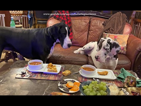 Funny Great Danes Politely Wait For Dinner Snacks To Be Served