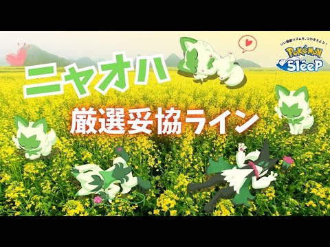 【ポケモンスリープ】 無課金向けニャオハ厳選妥協ライン マスカーニャ強くて2匹は厳選したいって話