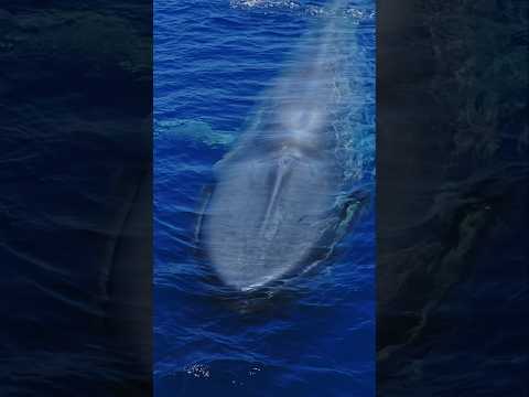 Take a listen to the biggest lungs on planet earth taking a breath! #nature #whale