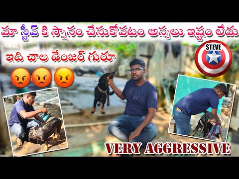 మా స్టీవ్ చూడండి స్నానం అంటే ఎలా చేస్తుందో |Doberman Breed | Full Video.#trending #doglover #dog