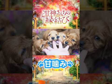 見放題《最速》配信中『甘神さんちの縁結び』を観たいけど、「あまがみ」と打つと「甘嚙み」が出てきてしまう…。そこで、かわいい「あまがみ」をたくさん集めました！ #甘神さんちの縁結び #プライムビデオ