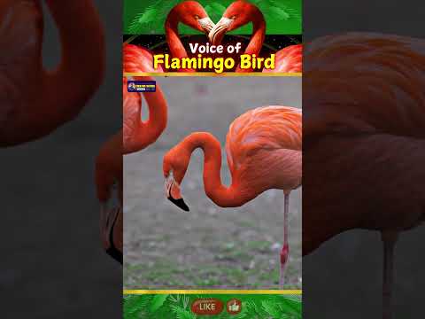 Flamingo Bird's Voice | Symbols of Beauty | Creative Nature #flamingo #birds  #shorts