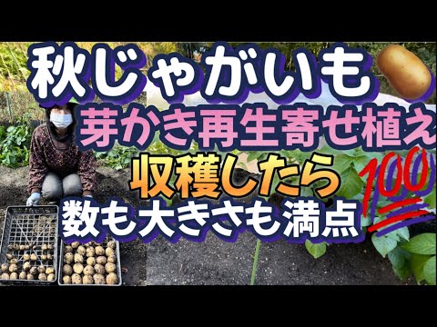 【秋ジャガイモの収穫量が春ジャガイモに勝った】芽かきした物を再定植して育ててみたら種イモひとつあたり12個になった！