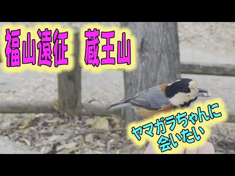 手乗りヤマガラに会いたい！福山遠征①蔵王山