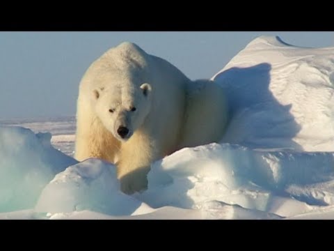 A great polar bear in the Wellington Channel - Nanoq 2007 expedition