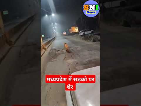 मध्यप्रदेश में सड़क पर निकला शेर #lion#mp_road#wildlife#shorts#viral