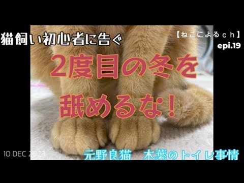 ＃猫の膀胱炎 【ねこによる。ｃｈ】epi.19　元野良猫｜膀胱炎｜40代｜一人暮らし｜突発性膀胱炎