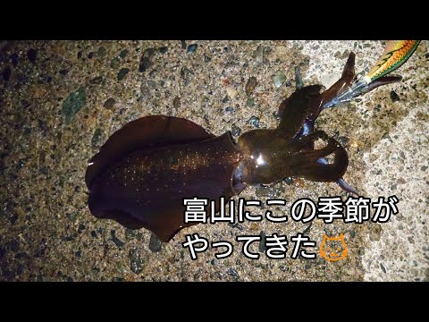 富山にこの季節がやってきた😺アオリイカエギング🦑