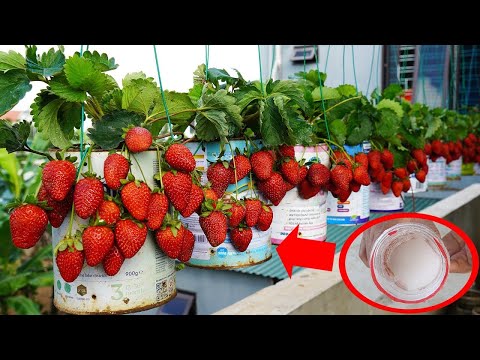 Turn Milk Cans Into A Balcony Garden   Strawberries Grow Wild!