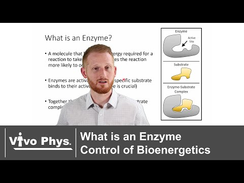 What is an Enzyme - Control of Bioenergetics