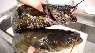 I tried two kinds of live catfish in sashimi.