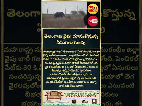 #elephant#todaytelangana#todayviral #viralshorts #ytshorts #ytreels #breakingnews #ms8news