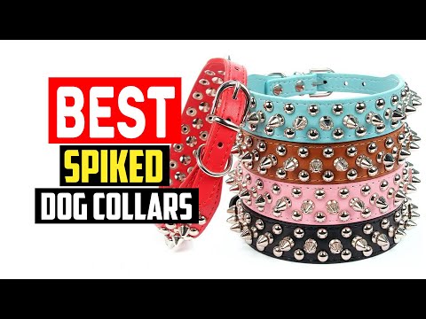 ✅Top 5 Best Spiked Dog Collars in 2023