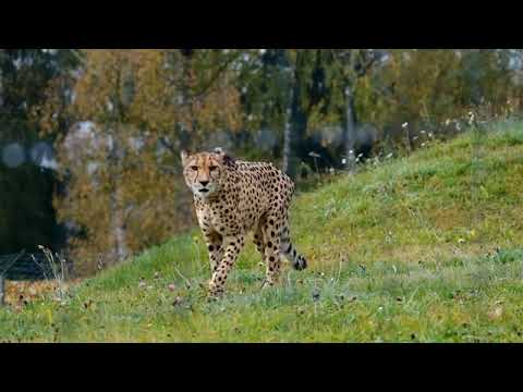 Cheetah | Copyright Free Video Footage