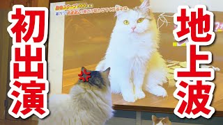 【祝🌸ゴールデン進出】初めてのテレビ出演なのに何故か猫がブチ切れてました 【猫アテレコ】