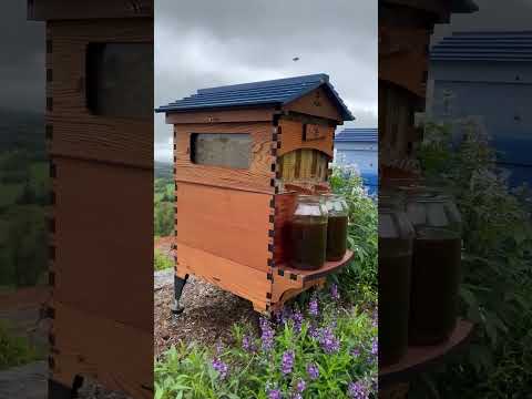 Live Beginner Beekeeping Q&A with Cedar