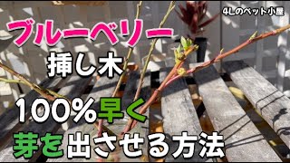 超簡単成功率100%ブルーベリー挿し木 が早く発芽する方法！魔法の粉