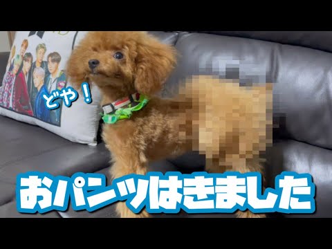 生後5ヵ月のおパンツカット❤️トリミング2回目にして最高傑作🐩