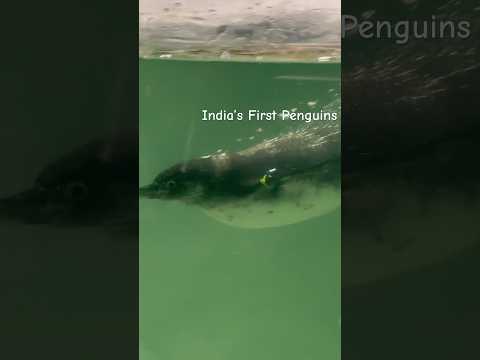 India’s First Penguins | Penguins are Adorable🐧 #penguins