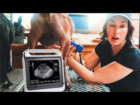 You Won’t Believe How Many Babies are Inside Her! (goat pregnancy ultrasound)