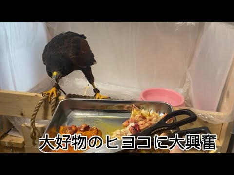 【鷹の爆食い】視聴者さんから頂いたヒヨコを爆食い