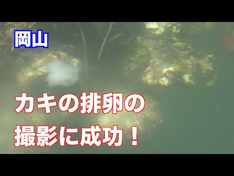 産卵したカキの排卵の撮影に成功！（制作　宮﨑　賢）