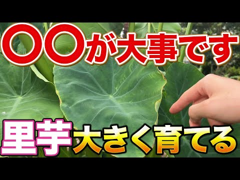 【猛暑を乗り切れ！】里芋を少しでも大きくさせるためにやって欲しい〇〇作業について