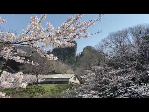 佐渡の桜。3日は晴れ☀️朝早く能の稽古の前に、佐渡金山へ行きました。桜🌸満開になりました。午後帰り吉井の大聖院、近くの唐崎神社、金井新保八幡宮、隣の大慶寺を寄りました。それぞれの桜が満開で見頃です！