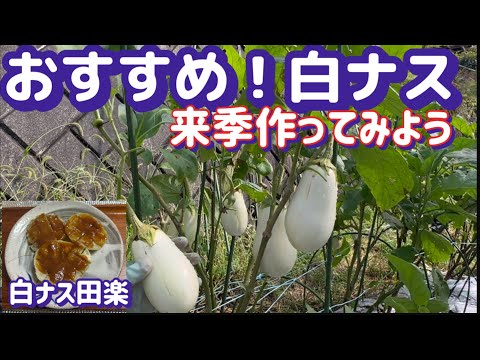 【美味しい白ナス】田楽にして食べたら最高！おすすめしたい茄子栽培