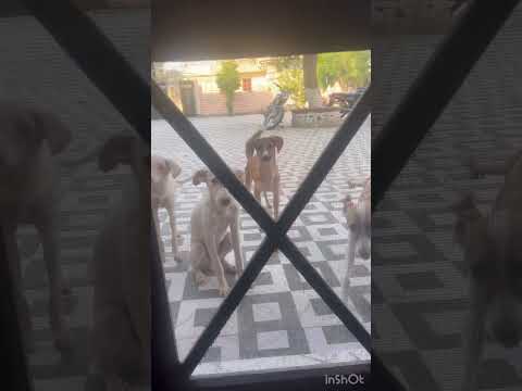 Help street dogs | puppy’s shelter ￼and playing video. Bezubaan ki help kare sabhi