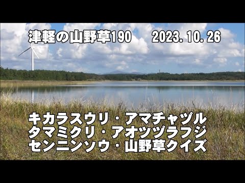 津軽の山野草190(ｷｶﾗｽｳﾘ、ｱﾏﾁｬﾂﾞﾙ、ﾀﾏﾐｸﾘ、ｱｵﾂﾂﾞﾗﾌｼﾞ、ｾﾝﾆﾝｿｳ、山野草ｸｲｽﾞ)