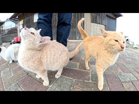 Two orange and cream colored kitten brothers rub up against a human