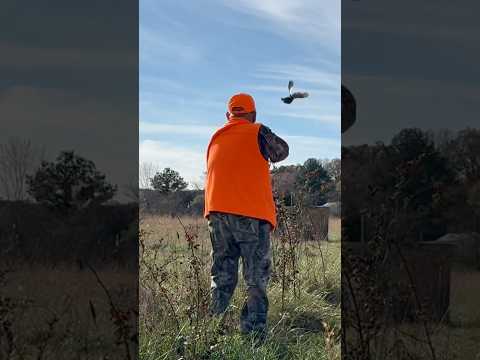 Explosive flush: hunting wirehaired pointing griffon keeps waiting for a quail to fall #wpg