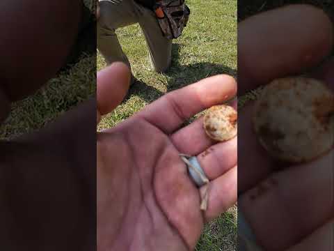 How I Unearthed a Hidden Treasure: 1908 Silver Barber Quarter Found Metal Detecting!