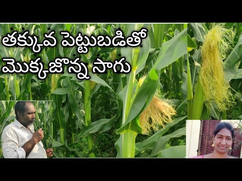 తక్కువ పెట్టుబడితో మొక్కజొన్న పంట సాగు | Corn crop cultivation | Maize farming | Corn మెళుకువలు