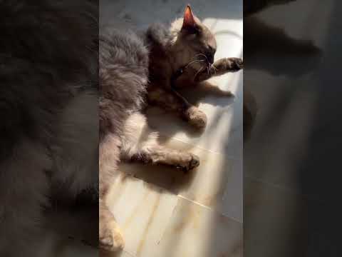 #trending #cat #cats #ytshorts #yputubeshorts #catlover #catvideos